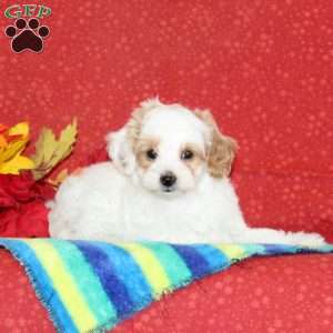 Peanut, Cavapoo Puppy